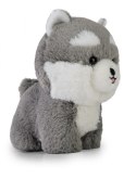 Maskotka TEDDY PETS Husky Daffi