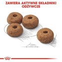 ROYAL CANIN CCN Medium Sterilised Adult - sucha karma dla psa - 12 kg (WYPRZEDAŻ)