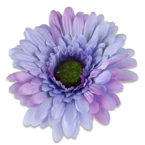 Gerbera fioletowa główka kwiatowa ombre
