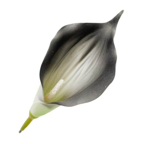 Kalia czarna calla kalla główka kwiatowa ombre