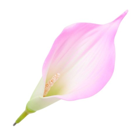 Kalia piankowa główka kwiatowa calla kalla różowe ombre