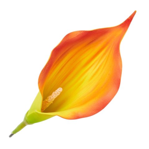 Kalia pomarańczowa ombre piankowa calla kalla główka kwiatowa