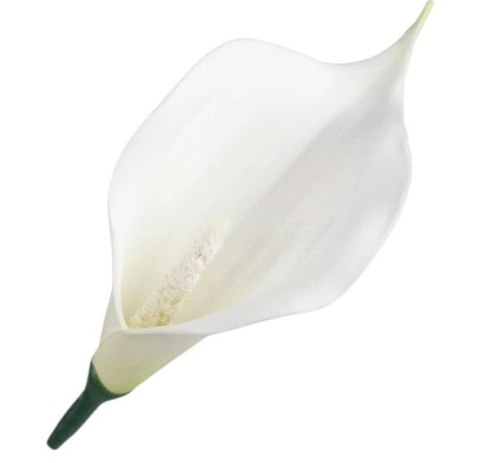 Kalla kalia calla piankowa mini biała Cream/Green główka wyrobowa