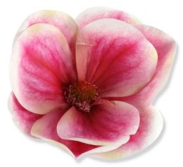 Magnolia główka kwiatowa wyrobowa sztuczny kwiat dekoracyjny