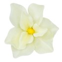 Magnolia główka