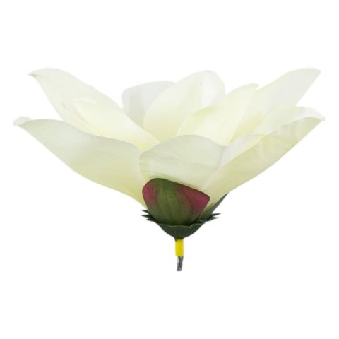 Magnolia główka