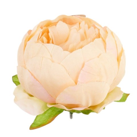 Peonia główka