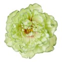 Peonia satynowa główka zielona