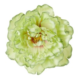 Peonia satynowa główka zielona