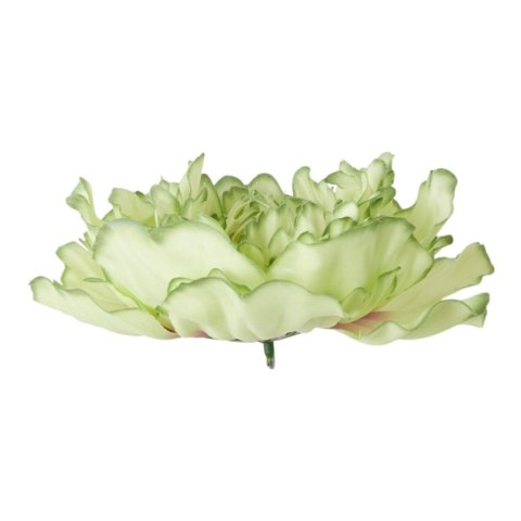 Peonia satynowa główka zielona