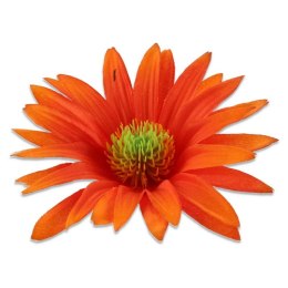 Rudbekia pomarańczowa wyrobowa główka kwiatowa