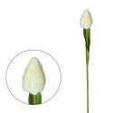 Kremowy tulipan gałązka pojedyncza 50cm ecru