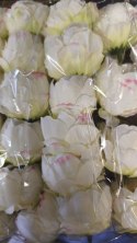 Peonia kamelka mini główka wyrobowa różowe końcóweczki