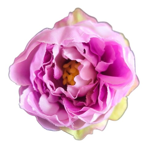 Peonia kamelka mini fiolet