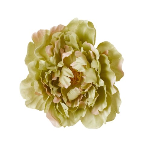 Peonia satynowa główka zielona