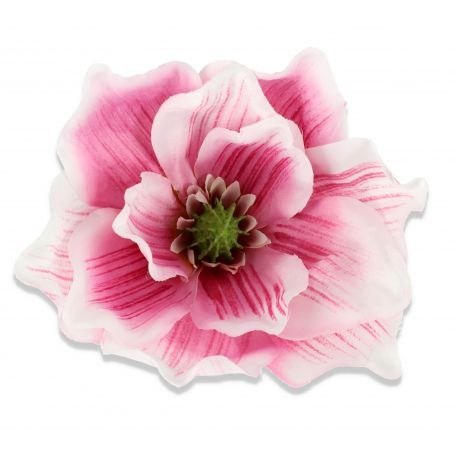 Magnolia główka kwiatkowa