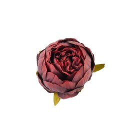 Peonia bordowa nakrapiana