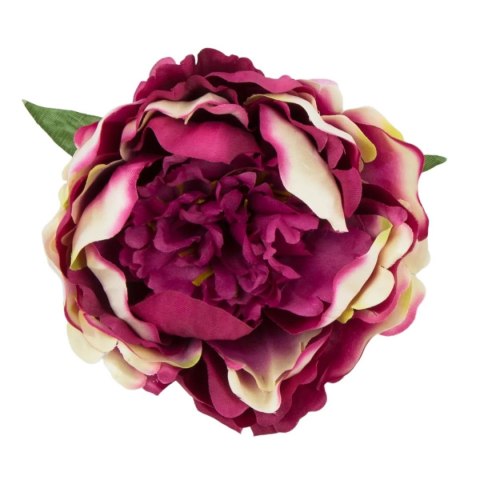 Peonia duża główka wyrobowa 12cm ombre