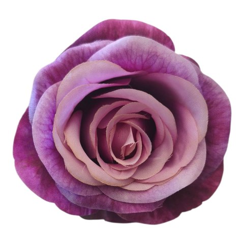 Róża fioletowa ombre