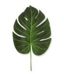 Liść Monstery Monstera