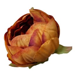 Peonia piwonia pomarańczowa ceglasta ombre
