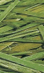 NATURAL VIT Sianko classic 300g