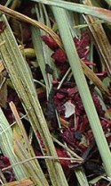 NATURAL VIT Sianko dla gryzoni+hibiskus 300g