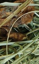 NATURAL VIT Sianko dla gryzoni+jabłko 300g