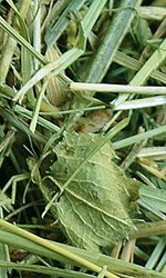NATURAL VIT Sianko dla gryzoni+mięta 300g