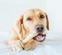 PETSTAGES CHICK A BONE PETITE [PS67339]