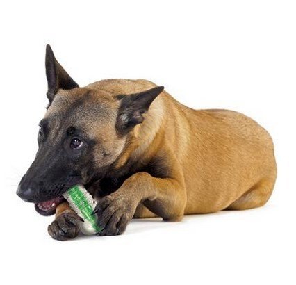 PETSTAGES Crunchcore X Small - Patyk dla psa bardzo mały [PS263]
