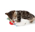 PETSTAGES KOŁO DO ŻUCIA DLA KOCIĄT [PS715]