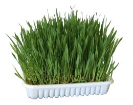 KERBL Nasiona trawy dla kota 100 g [83198]
