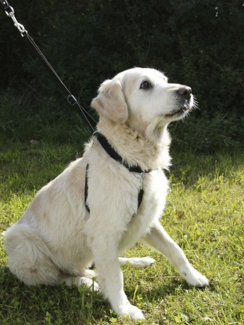 KERBL Uprząż Maxi Leader, 55 - 80 cm [83723]